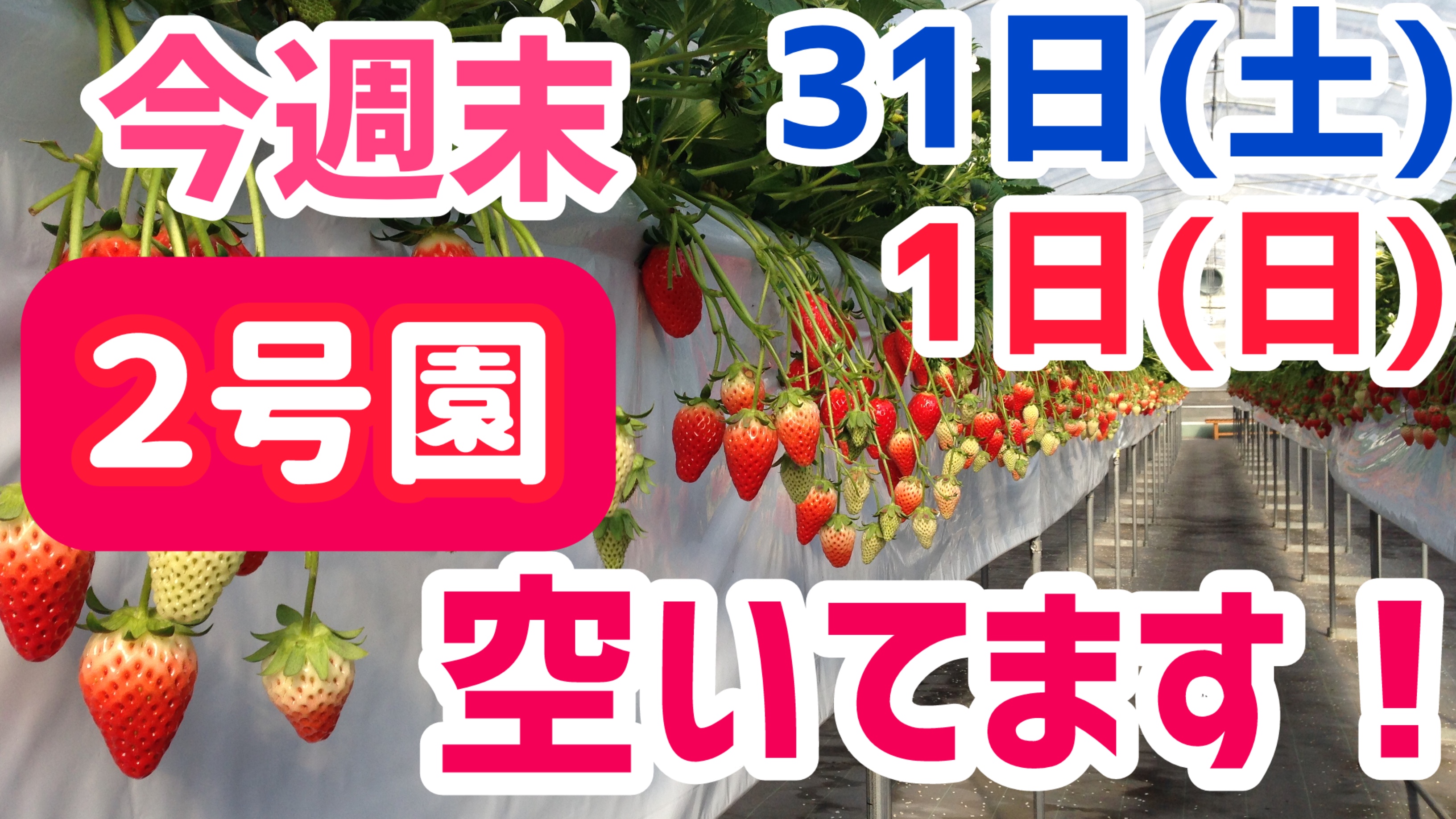 再販リクエスト【イチゴかぱちぃだぁ〜よ】 とよたいちごふぁーむ 愛知県のいちご狩りハウス