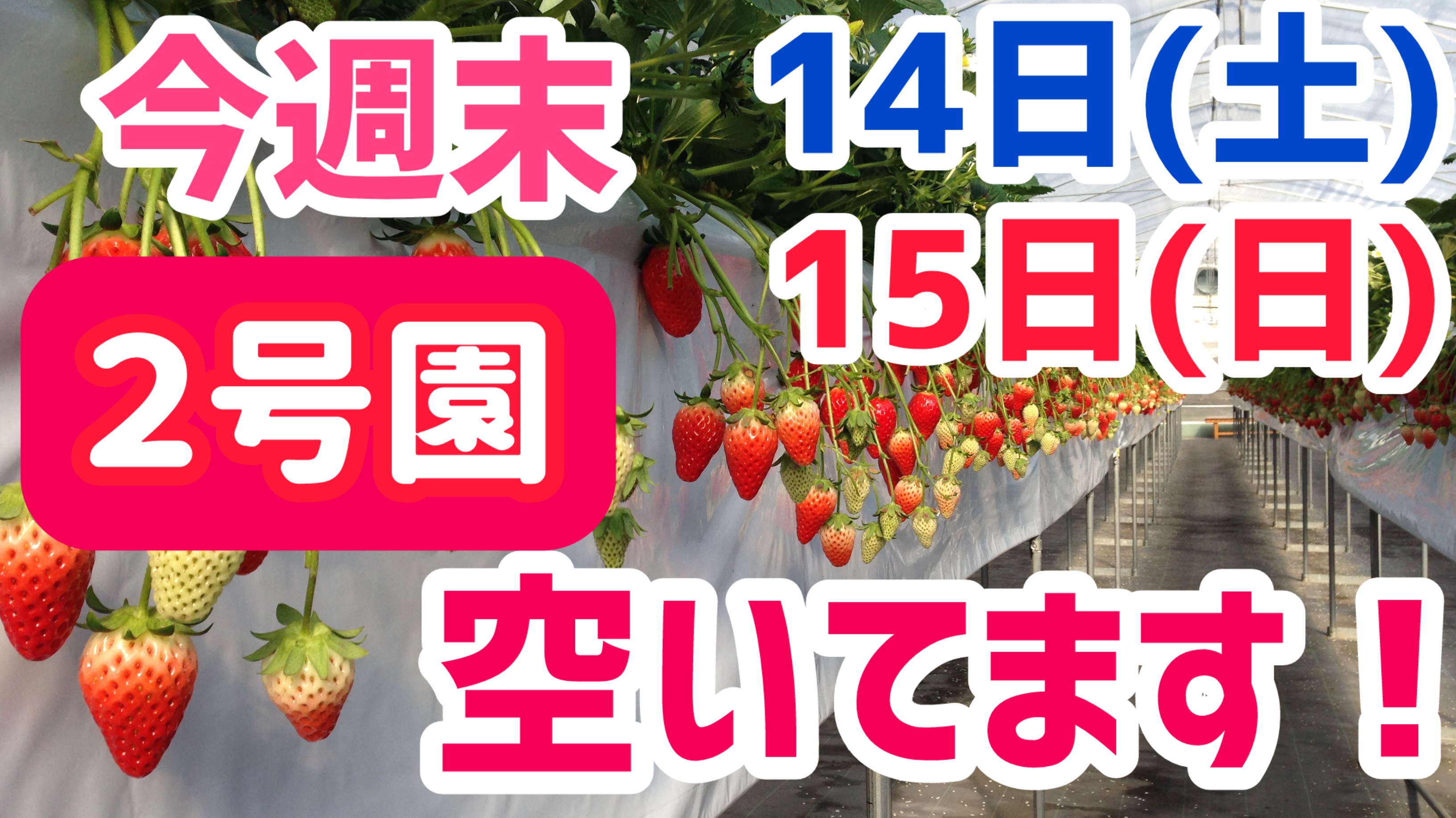 とよたいちごふぁーむ 愛知県のいちご狩りハウス